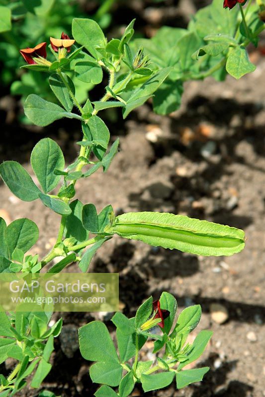 Tetragonolobus purpureus - Asparagus pea  plant with flowers and pods