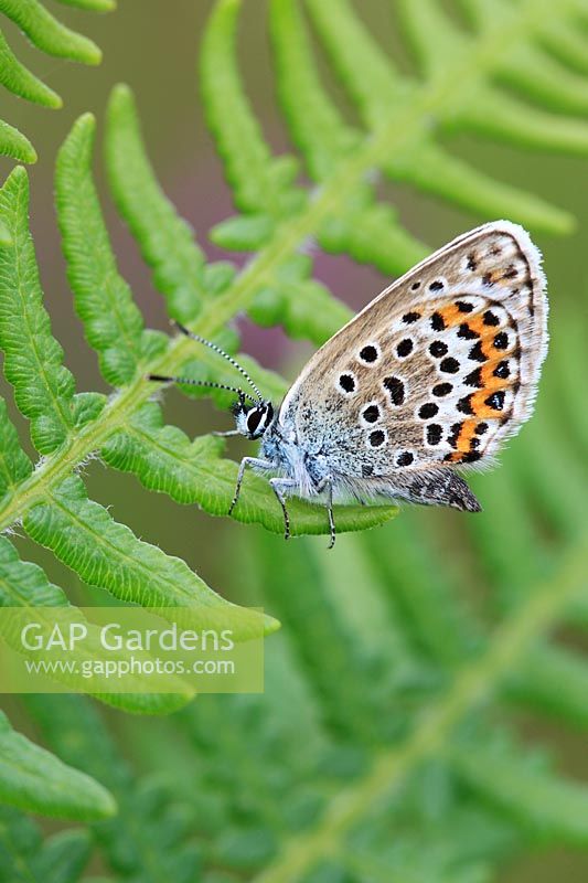 Plebejus argus - Silver studded blue butterfly at rest with wings closed