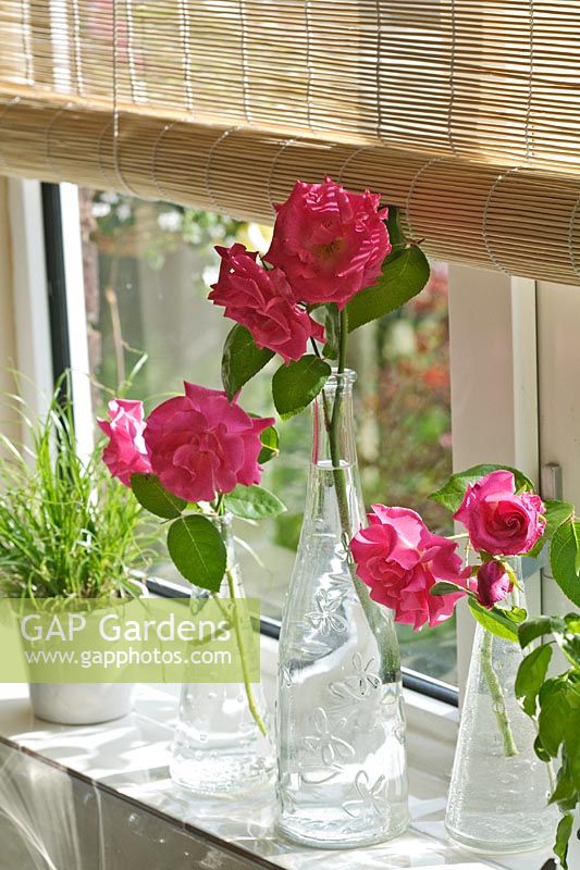 Rosa 'Zephirine Drouhin' in glass vases on windowsill