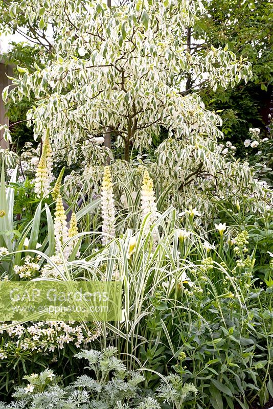 White themed border with Cornus, Lupinus and Artemisia - From Life to Life, A Garden for George, RHS Chelsea Flower Show 2008 
