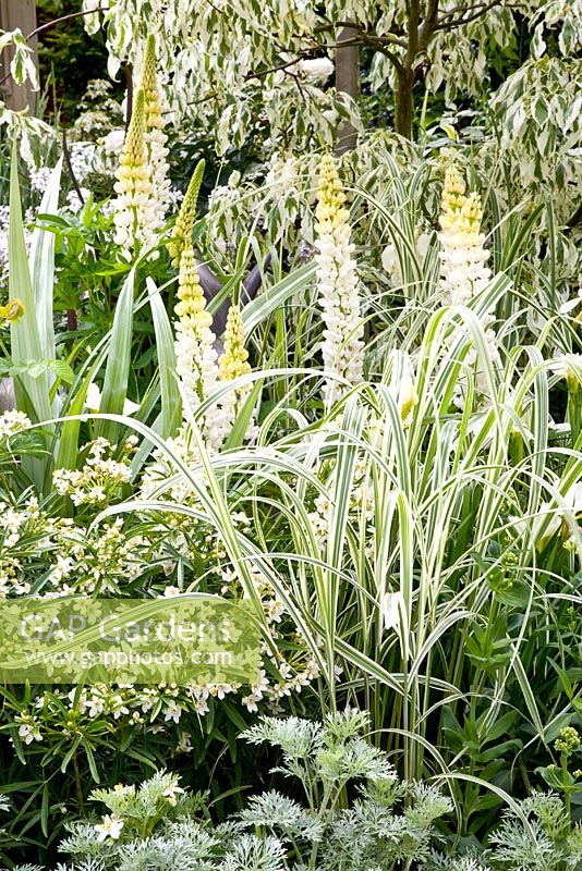 White themed border with Cornus, Lupinus and Artemisia - From Life to Life, A Garden for George, RHS Chelsea Flower Show 2008