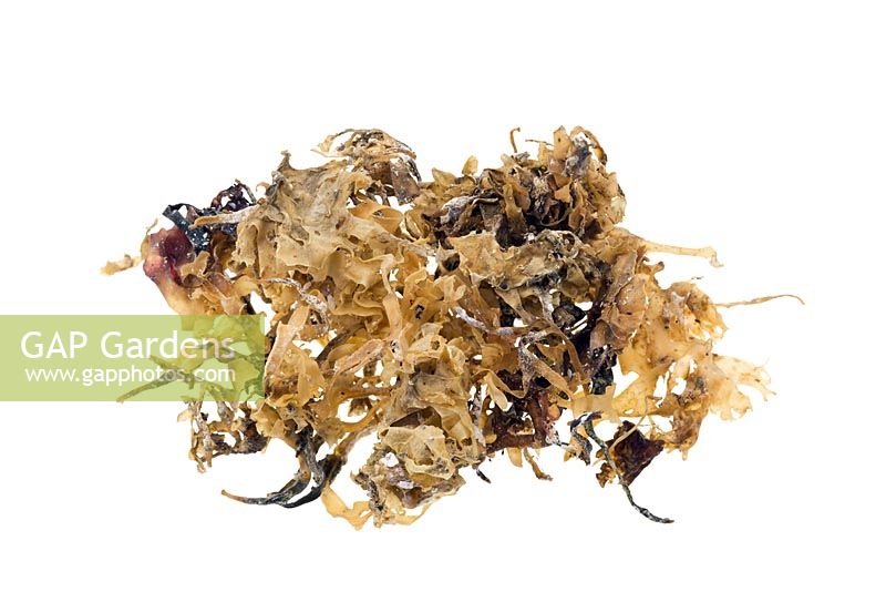 Chondrus crispus - Irish moss. Also known as Carragheen, this marine alga is used in Herbal medicine for coughs, sore throat, bronchitis and gastritis.  

