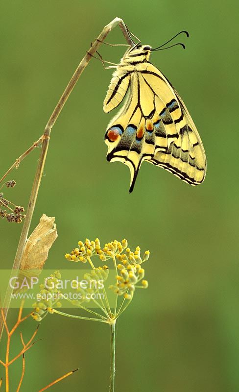 Swallowtail butterfly