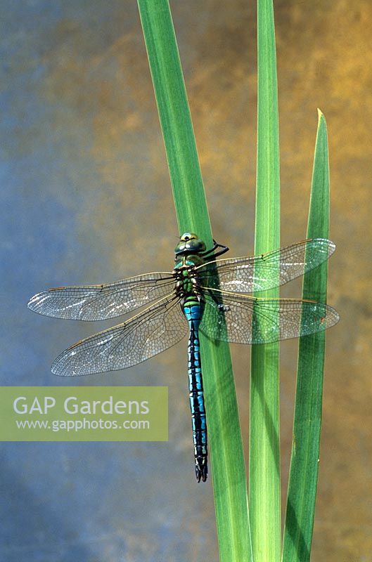 Anax imperator - Emperor Dragonfly male
