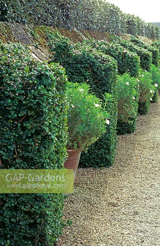 Privet topiary buttresses with alternate containers - Bourton House, Gloucestershire