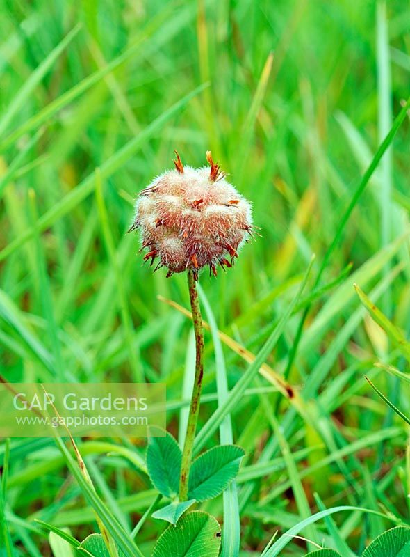 Trifolium fragiferum - Strawberry clover 