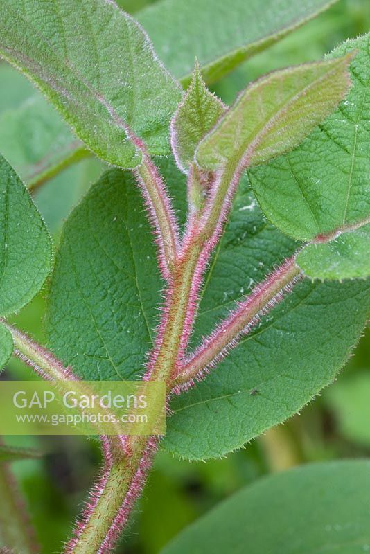 Actinidia deliciosa - Young shoots of Kiwi Fruit