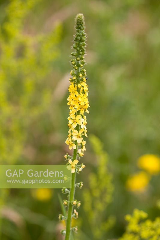 Agrimonia eupatoria - Common agrimony planted wildflower meadow