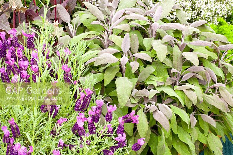 Salvia officinalis and Lavandula stoechas 'Devonshire Compact'
