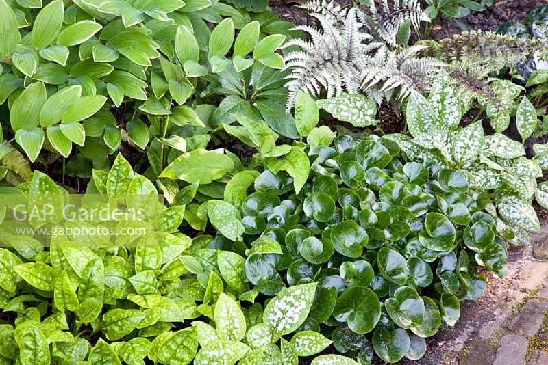 Asarum europaeum, Athyrium nipponicum 'Metallicum' and Pulmonaria 'Bavels' 