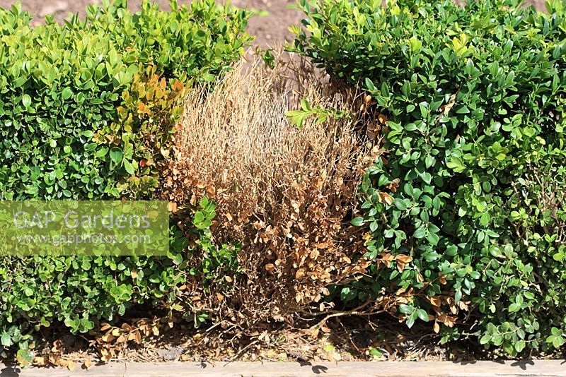 Volutella buxi - Box dieback on small hedge