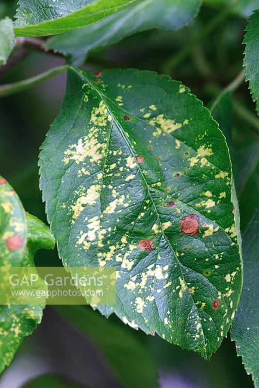 Apple mosaic virus produces variable yellow patterns on leaves in early summer