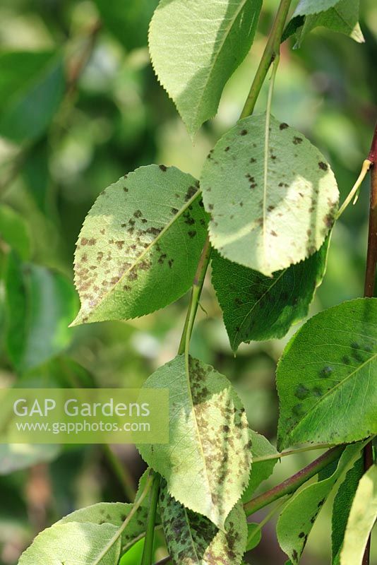 Venturia pirina - Pear scab on underside of pear leaves