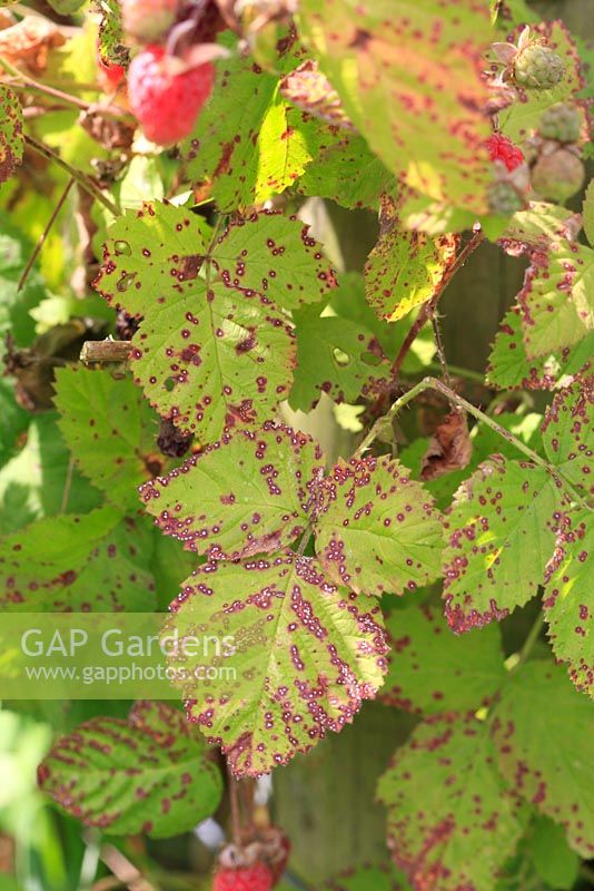 Elsinoe veneta - Raspberry leaf spot on raspberry leaves