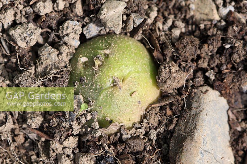 Growing potato tubers turn green with prolonged exposure to light