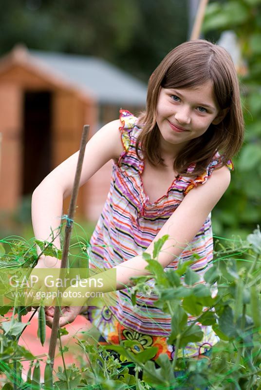 Nine year old girl picking peas on an allotment uk smiling to camera