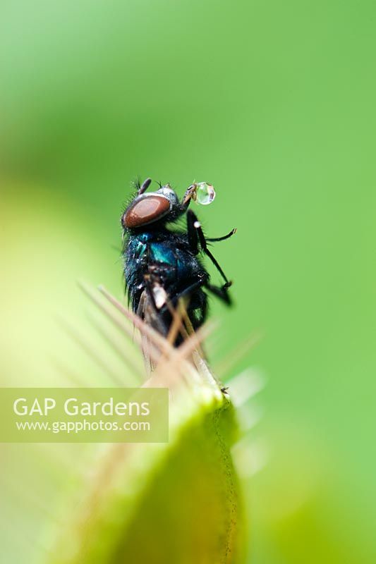 Fly caught in Dionaea muscipula - Venus Fly trap