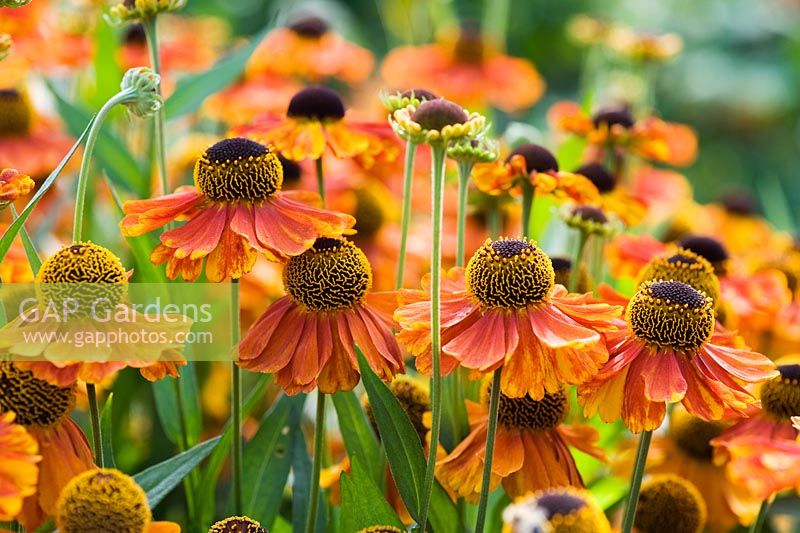 Helenium 'Sahin's Early Flowerer'