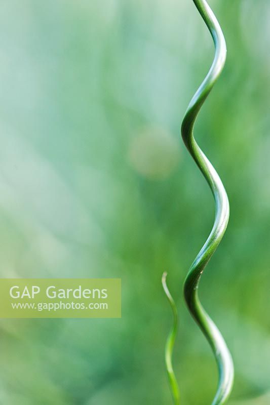 Juncus effusus 'Big Twister' - Spiral Rush, Corkscrew grass