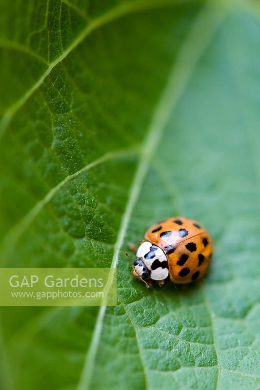 Ladybird crawling down a runner bean leaf