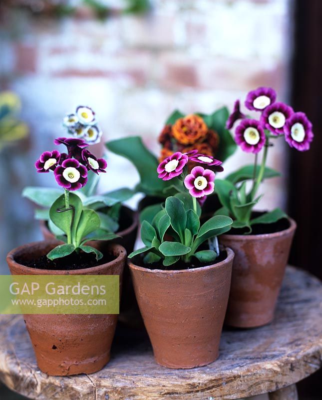 Group of potted Primula auricula - 'Nina', 'Ian Greville' and 'Sir John Hall'