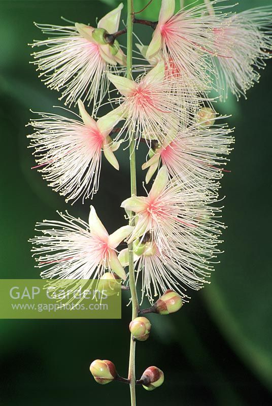 Barringtonia racemosa 