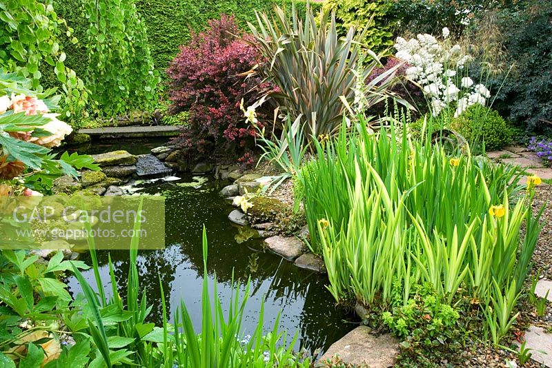 Pond planting with Iris pseudoacorus 'Variegata', water Forget-me-nots, Berberis and Paeonia - Hunmanby Grange, Yorkshire