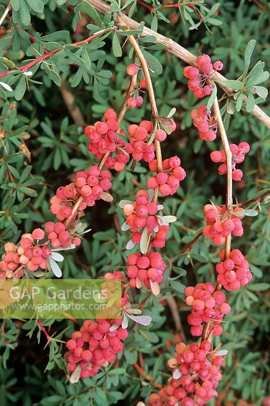 Berberies wilsoniae - Autumn berries