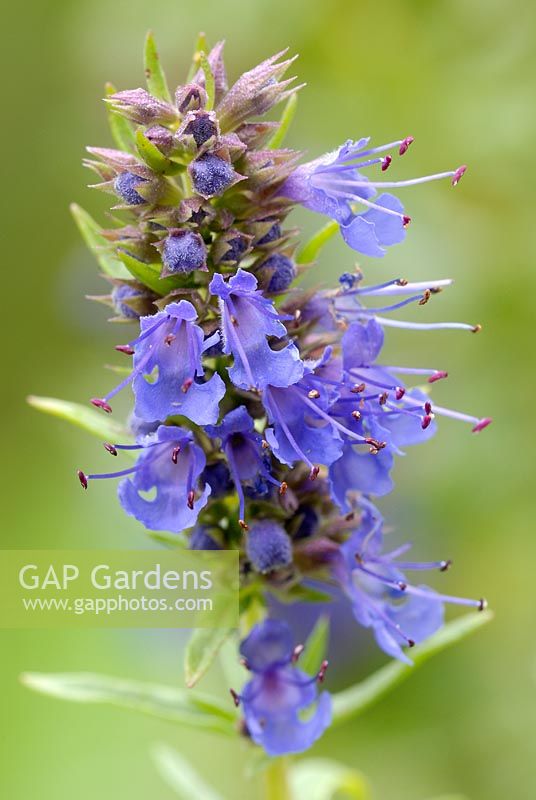 Hyssopus officinalis - Hyssop 