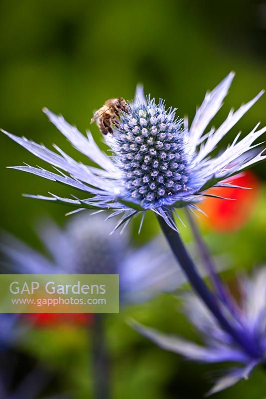 Eryngium 'Jos Eijking'