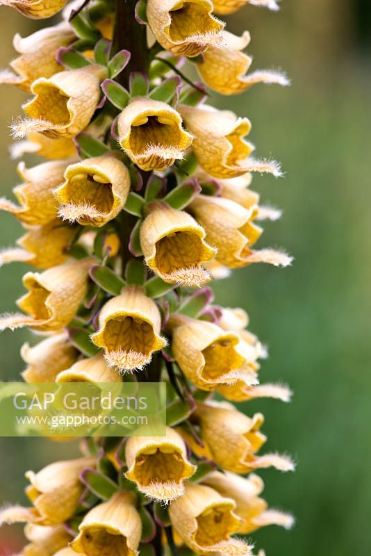 Digitalis ferruginea 