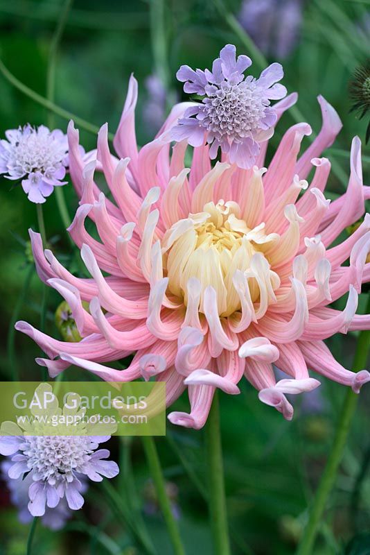 Dahlia 'Star's Favourite' with Scabiosa columbaria