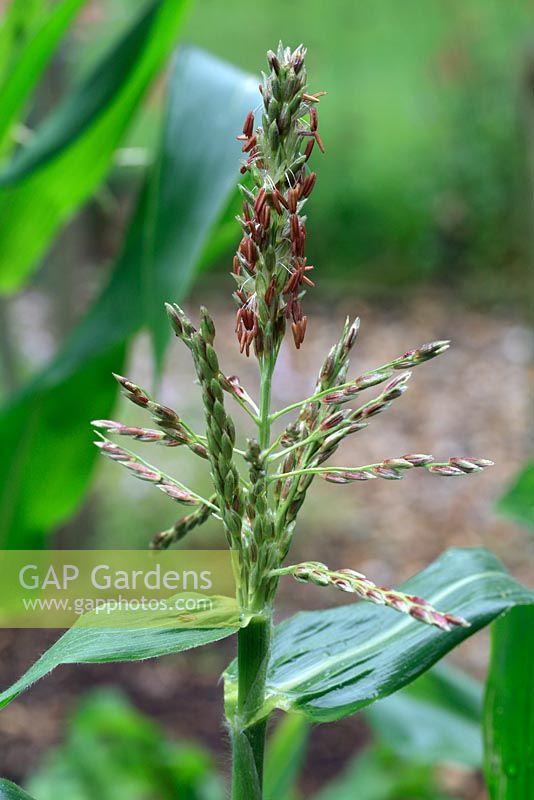 Zea Mays 'Incredible f1' - Organic sweetcorn plant in flower