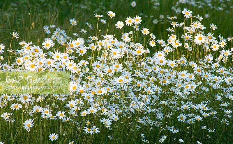 Leucanthemum vulgare - Oxe-eye daisies naturalised in a meadow