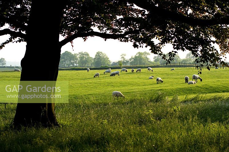 View of grazing sheep - The Old Rectory, Haselbech, Northamptonshire