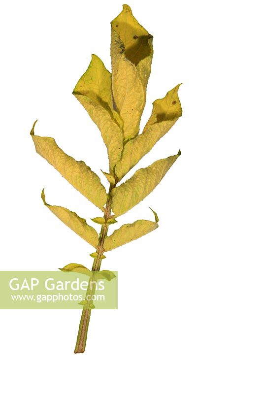 Erwinia carotovora var atroseptica - Leaf showing yellowing and rolling of Blackleg disease