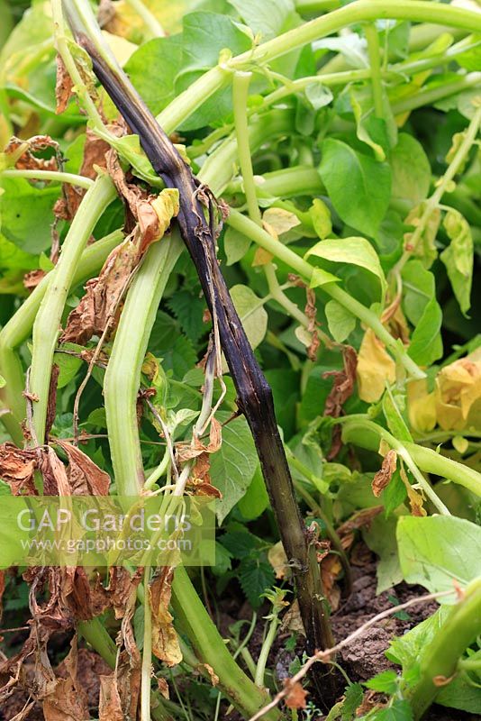 Erwinia carotovora var atroseptica - Blackleg causing blackening of plant stem