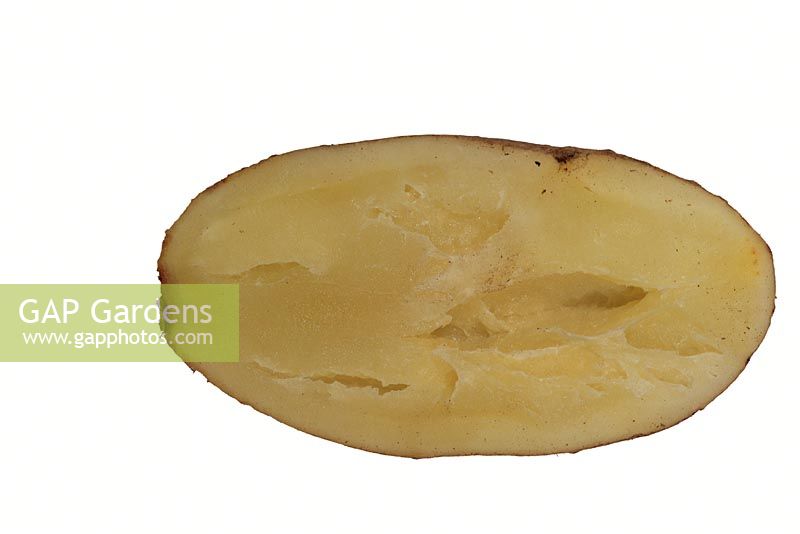 Sectioned potato with hollow heart due to water deficiency

