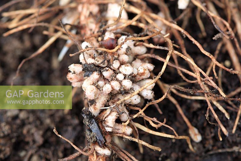Nitrogen fixer - Nodules on broad bean roots