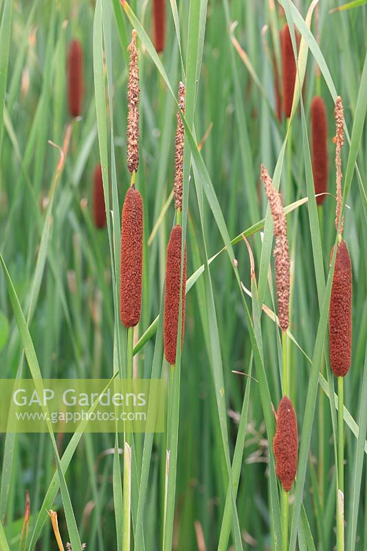 Typha angustifolia - Lesser Reedmace 
