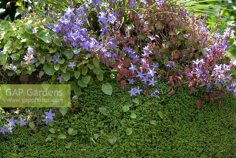 Campanula poscharskyana and Soleirolia soleirolii - Mind-your-own-business growing down a wall 