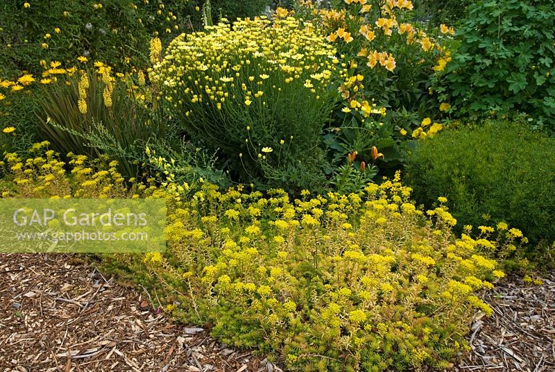 Yellow summer border with Buphthalmum, Sedum rupestre, Kniphofia 'Maid of Orleans', Anthemis tinctoria 'E.C. Buxton', Alstroemeria 'Aimi', Clematis tibetana 'Orange Peel' and Oenothera - The Rainbow Garden, 'Wedgwood', Hesketh Bank, Lancashire