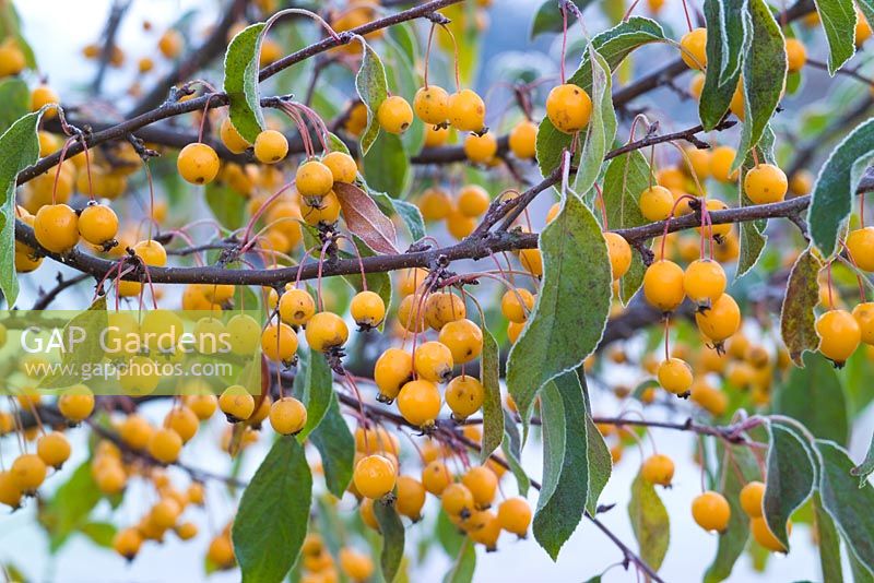 Malus 'Comtesse de Paris' syn. 'Comptessa de Paris' - Crab apples on a frosty winter's morning