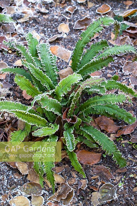 Asplenium scolopendrium with hoar frost on foliage