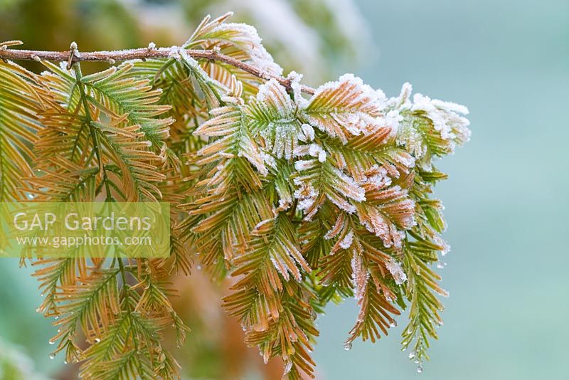 Frost on the foliage of Metasequoia glyptostroboides 'Gold Rush' - Dawn Redwood