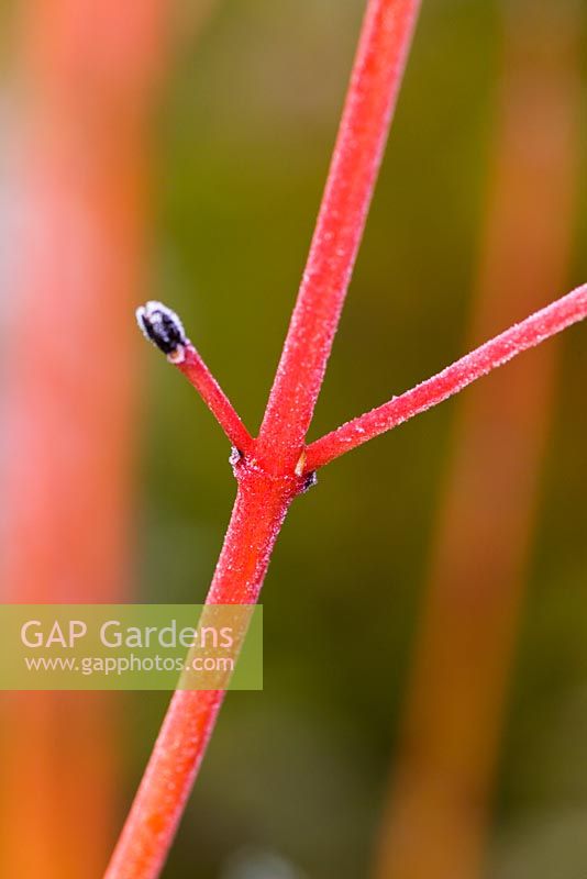 Hoar frost on the brightly coloured red winter stems of Cornus sanguinea 'Magic Flame - Dogwood
