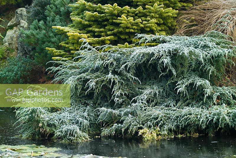 Juniperus squamata 'Blue Carpet' - Flaky juniper spreading on the edge of the pond in John Massey's garden at Ashwood Nurseries in winter