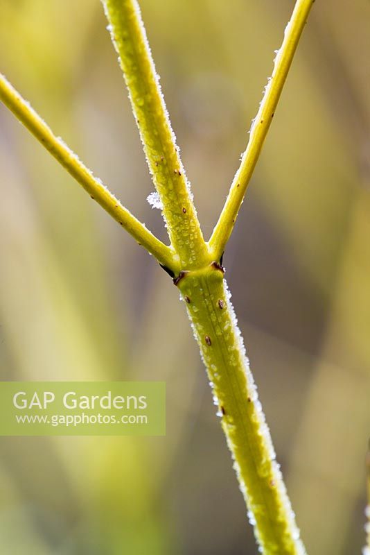 Cornus stolonifera 'White Gold' syn. C.sericea 'White Spot' - The winter stem of  Dogwood