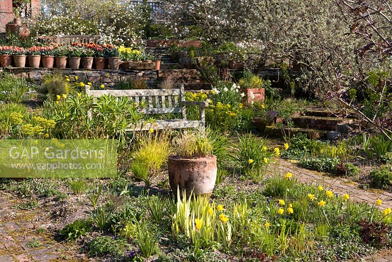 Spring at Glebe Cottage - Narcissus jonquilla 'Flore Pleno' with emerging leaves of Iris pseudacorus 'Variegata'