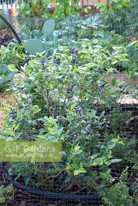 Blueberries growing under net for protection - Dorset Cereals Edible Playground. Gold Medalist and Best in Show - RHS Hampton Court Flower Show 2008